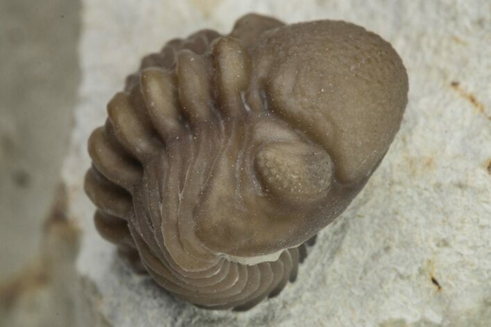 Enrolled Paciphacops Trilobite - Black Cat Mountain, Oklahoma #226581